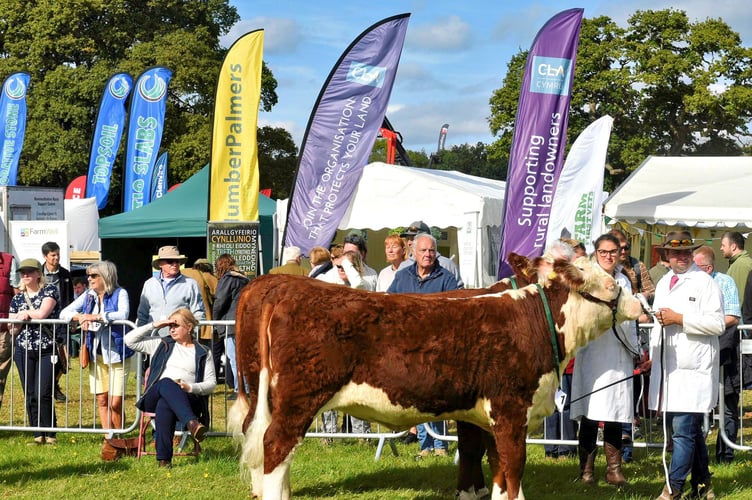 Kathryn Ball and Scott Coates with Hereford heifer pairs