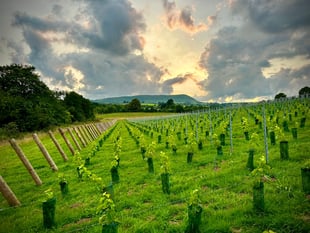 
A tour of Monmouthshire’s vineyards