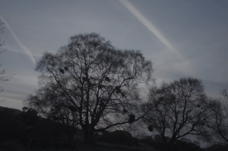 Trees