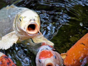 The Editor Writes: A heron attack on Judi Tench?