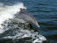 

Abergavenny man claims he can talk to dolphins