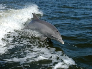 

Abergavenny man claims he can talk to dolphins