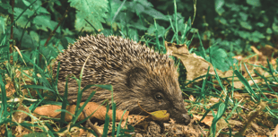 Gardening, charities and talks - community news from Abergavenny