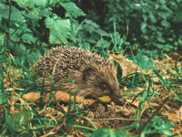 Gardening, charities and talks - community news from Abergavenny