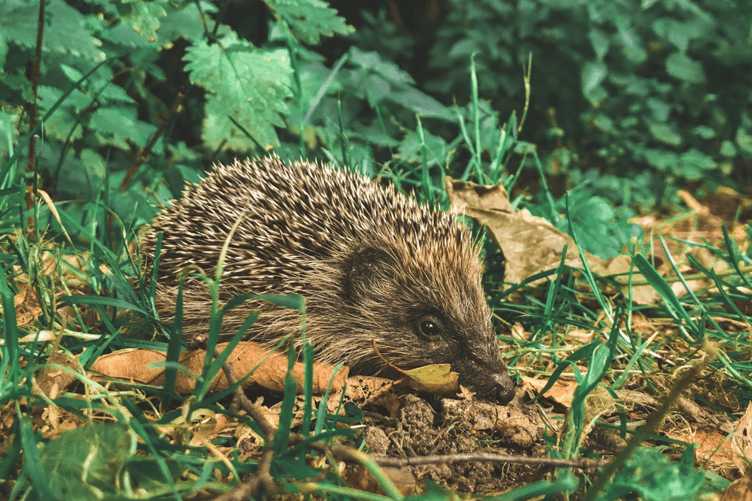 Hedgehog stock image