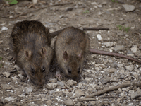 Farmers urged to step up fight against rodents as temperatures drop