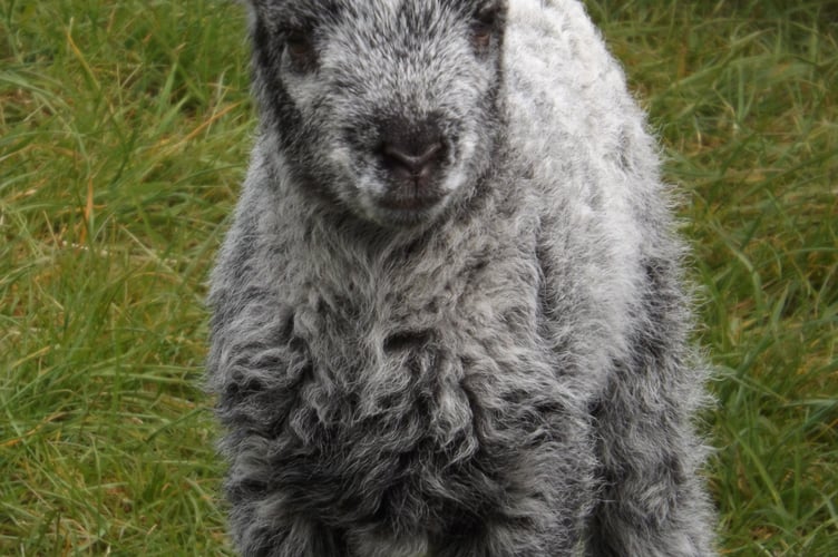 Lamb