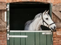 Free webinar for horse owners in Wales