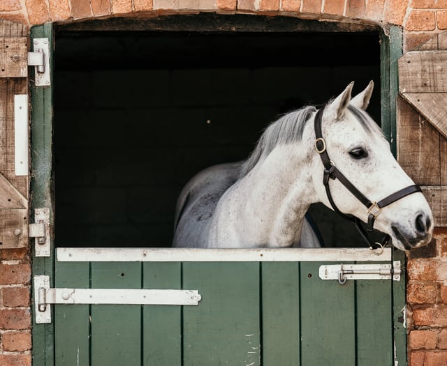Free webinar for horse owners in Wales