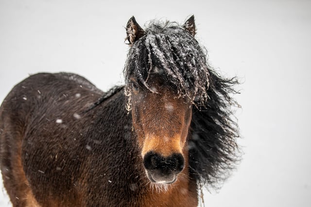 Top tips to keep your pets warm when the weather turns cold