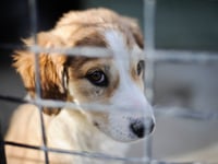 Number of pets abandoned in Gwent rose by more than a quarter
