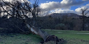 
WATCH: Iconic tree torn down by Storm Darragh!