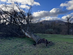
WATCH: Iconic tree torn down by Storm Darragh!