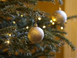 The Editor writes: The annual search for the perfect Christmas tree