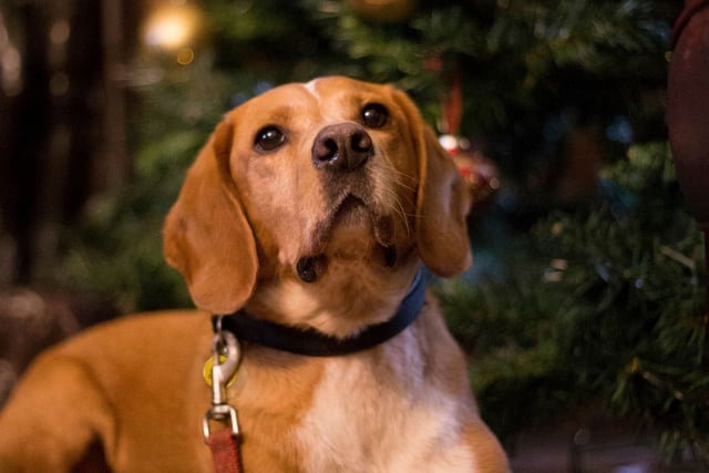 Be prepared for the nightmare after Christmas warns pet charity