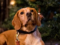 Be prepared for the nightmare after Christmas warns pet charity