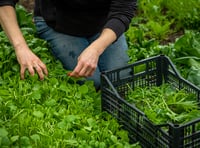 Welsh Government statement 'good news' for horticulture