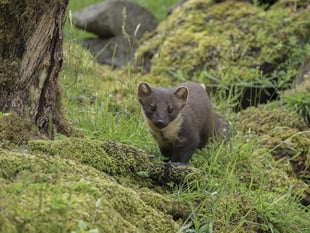 Pine Marten makes a return to Wales