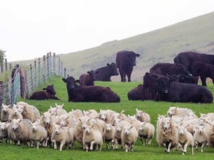 Local farmers wanted to help navigate the path to net zero 