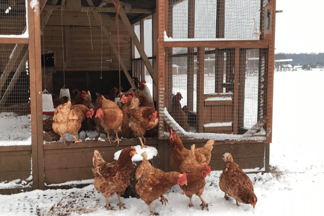 Could you help look after over 200 rescue animals this winter?