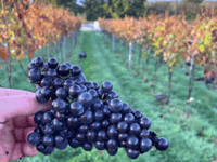 Harvesting a rare vintage at the Dell Vineyard
