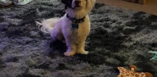 
Family appeal for help to find pet that fled from dog sitter’s house 