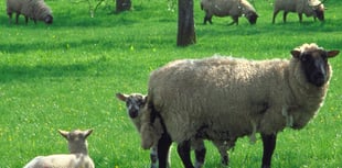 Farmers fear rising dog attacks on young lambs this holiday