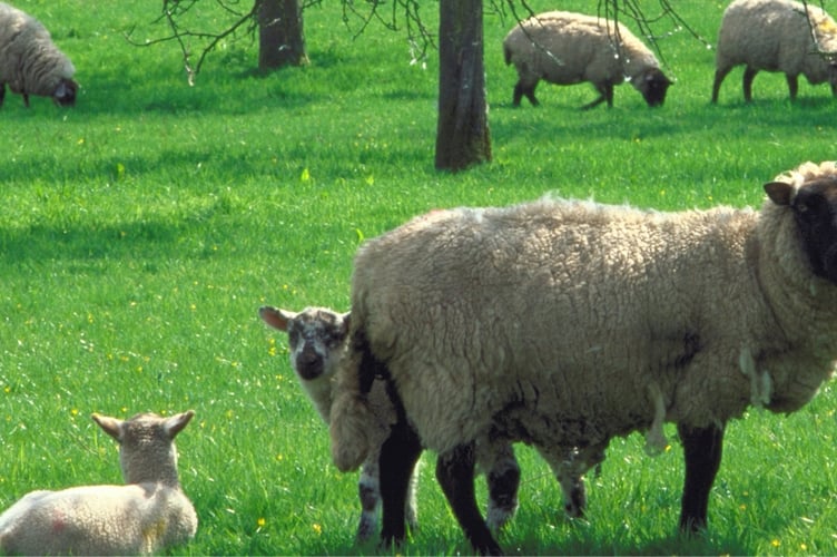 With lambing season approaching, dog walkers are reminded to keep pets on leads around sheep to protect lambs and ensure a safe environment for livestock