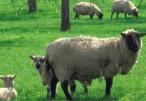 Farmers fear rising dog attacks on young lambs this holiday