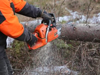 Trees can be felled in Abergavenny