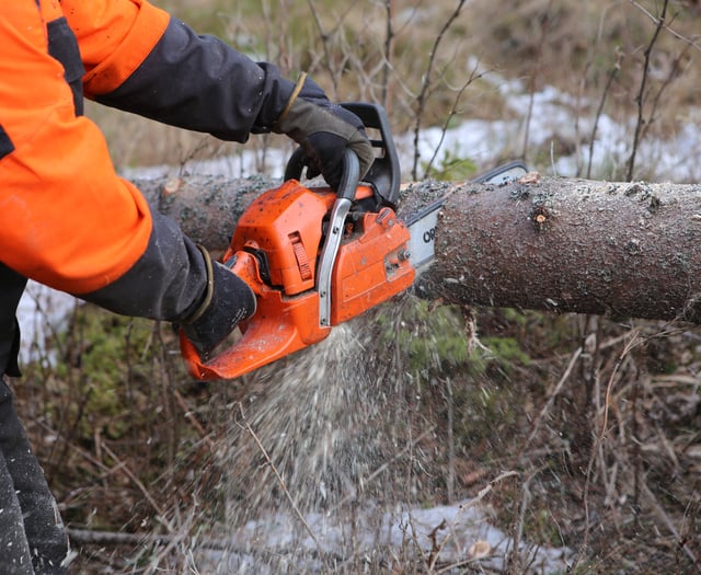 Trees can be felled in Abergavenny