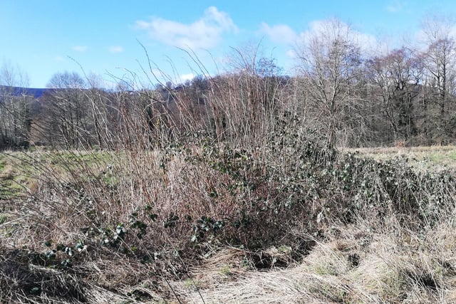 Council faces fresh criticism over meadow upkeep