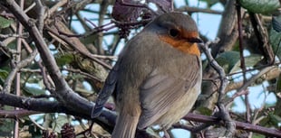 
WATCH: Spring has sprung in Abergavenny! 