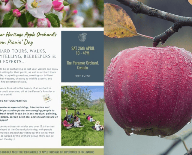 Discover the lost apples of Paramor Orchard 