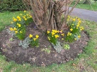 Daffs