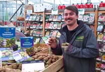 Get growing for a great cause: the annual Potato Growing Challenge returns