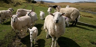 Wyeside farmer banned for 10 years after sheep die