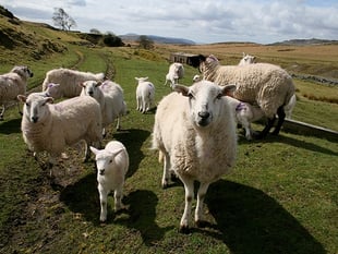 Wyeside farmer banned for 10 years after sheep die