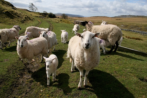 Wyeside farmer banned for 10 years after sheep die