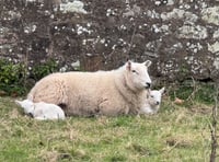 
What ‘ewe’ looking at! 
