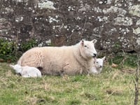 
What ‘ewe’ looking at! 
