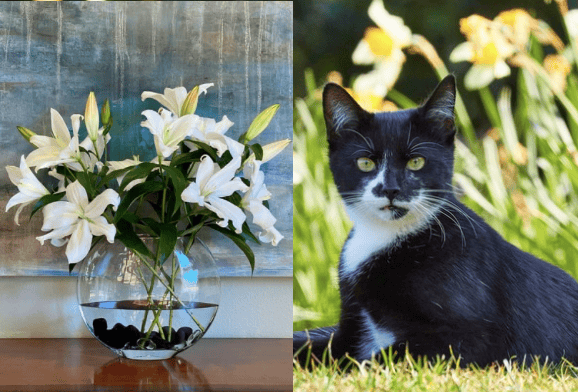 Expert warns cat owners not to buy lilies this Mother’s Day
