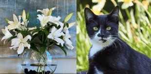 Expert warns cat owners not to buy lilies this Mother’s Day