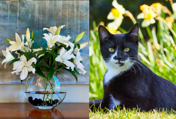 Cat and Lilies, Mother's Day