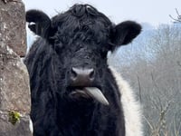 
Cheer up you moody cow it’s springtime! 
