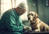 Avoid emergency vet visits this Easter by keeping ‘toxic’ treats away from pets