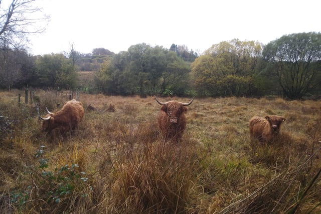 Cattle aid species conservation in Wales