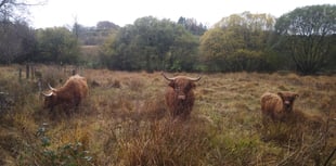 Cattle aid species conservation in Wales