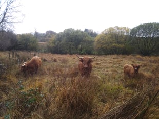 Cattle aid species conservation in Wales