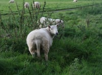 Sheep worrying by dogs: 87 per cent  report attacks